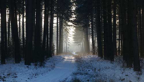 形容花漂亮唯美的文案