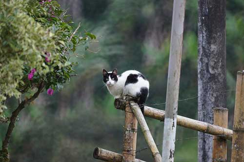 原相機拍照文案