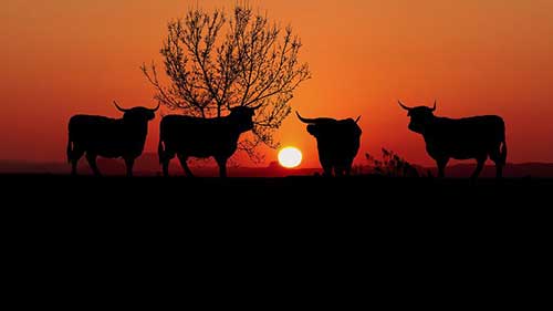 高級感英語文案