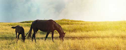培養孩子專注力的文案