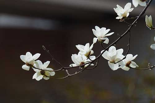 公司成立周年慶文案